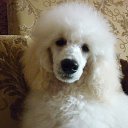 ���� �����, �������, 68 ��� - ��������� 15 ���� 2012 � ������ ���� ����������