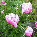 ���� �������, ���������, 69 ��� - ��������� 17 ������� 2011 � ������ ���� ��������