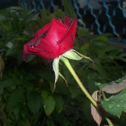 ���� ������, ���������, 48 ��� - ��������� 13 ������� 2012