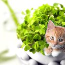 ���� ������, �����-���������, 24 ���� - ��������� 4 ������� 2012 � ������ ���� ����������