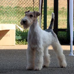 ��� �� ���� - ���� !