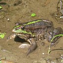  Irina, , 52  -  22  2010    