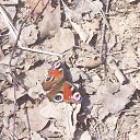  Katrine, , 40  -  21  2010     