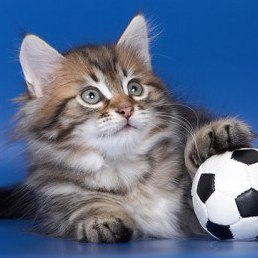 ������ ������, ������