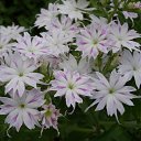 ���� �������, ������, 60 ��� - ��������� 2 ������� 2011 � ������ �������