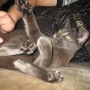 ���� Dimarik, ���������, 34 ���� - ��������� 13 ������� 2009