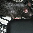 ���� �������, �����-��������� - ��������� 6 ������ 2012 � ������ �������� ������