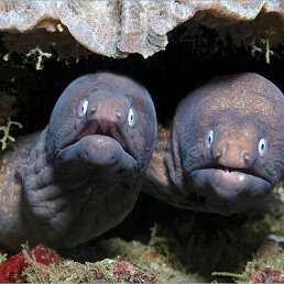 ���� ���� �����, ������, 51 ��� - ��������� 27 ������ 2012