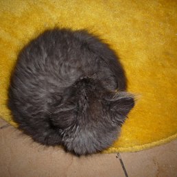 ���� ���������, ������, 62 ���� - ��������� 16 ������� 2010