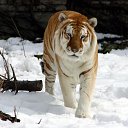 ���� ����, ����� - ��������� 31 ���� 2013 � ������ ���� ����������