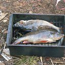 ���� �������, ������������, 46 ��� - ��������� 29 ������ 2012 � ������ ���� ����������