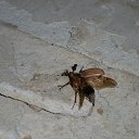 � ������ ����� �� ������� ��������