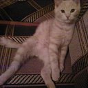 ���� ������, ���� - ��������� 3 �������� 2010