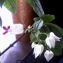 ���� ���������, ��������, 55 ��� - ��������� 7 ������� 2011 � ������ �����