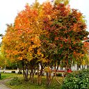  Vipalych, , 68  -  4  2011