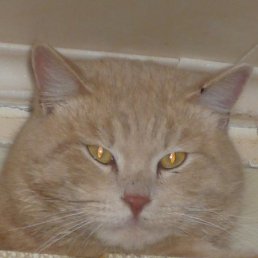 ���� ������, ���� - ��������� 3 �������� 2010