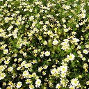 ���� �������, ������, 55 ��� - ��������� 3 ������� 2011 � ������ �����������