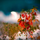 ���� Cem, ������� - ��������� 24 ������ 2011 � ������ �HD�