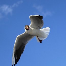 ���� ������, ���������, 29 ��� - ��������� 14 ���� 2010