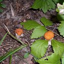 ���� Elf, �����������, 41 ��� - ��������� 19 ������ 2010 � ������ �������