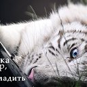 ���� �����4��, ��������, 37 ��� - ��������� 29 ����� 2010 � ������ ���������� ���������