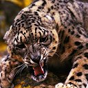 ���� �������, �����-���������, 43 ���� - ��������� 3 ��� 2012