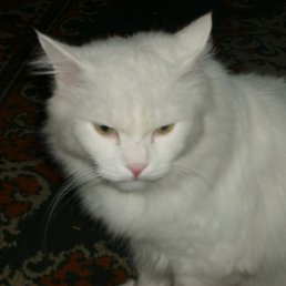 �����, ����-���������, 31 ���