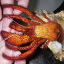 ���� Alexey, ������, 73 ���� - ��������� 20 ������ 2011 � ������ ����������