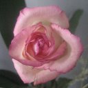 ���� ���������, ����, 36 ��� - ��������� 2 ���� 2009 � ������ �������