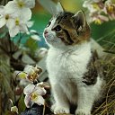 ���� �����, �����, 43 ���� - ��������� 11 ����� 2010