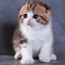���� ��������, ����, 35 ��� - ��������� 17 �������� 2012 � ������ �������