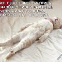  , , 54  -  16  2011   PetLove