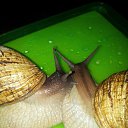 ������� ))) �� ������� ����� ��� ������������