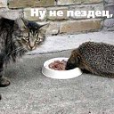 ���� ���� ���������, ������, 39 ��� - ��������� 15 ���� 2012 � ������ �������