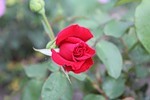���� ��, �����, 65 ��� - ��������� 16 ������ 2012 � ������ �������