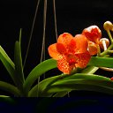 ���� Edgarihe, ����������� - ��������� 12 ������ 2011