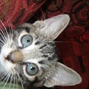 ���� ����, ������, 36 ��� - ��������� 2 ������� 2011 � ������ ���������