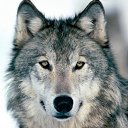 ���� Volf, ������, 42 ���� - ��������� 25 ������� 2012 � ������ ����