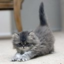 ���� �������, �����, 38 ��� - ��������� 17 ���� 2009