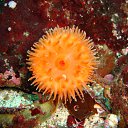 ���� ������, ������, 60 ��� - ��������� 4 ����� 2012 � ������ �� ������� ���������