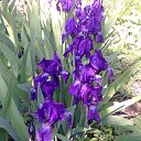 ���� Natali, ������, 67 ��� - ��������� 23 ������� 2012 � ������ �������