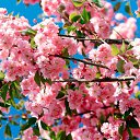 ���� Aska, ���� - ��������� 18 ���� 2013 � ������ ��������� ��������.�