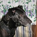 ���� ���, ������ - ��������� 2 ������ 2009 � ������ �In Memory of Nos, The Dog (R.I.P)�