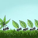 ���� Massif, ������, 40 ��� - ��������� 26 ������� 2010 � ������ �������