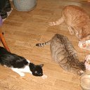 ���� ����, �������, 64 ���� - ��������� 19 ��� 2012 � ������ ���� ����������