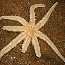 ���� ������, ��������, 41 ��� - ��������� 30 ������� 2010 � ������ �������