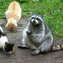  Lisfm (),  -  8  2009    