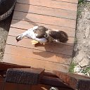 ���� �����, ������������ - ��������� 23 �������� 2012 � ������ ����������