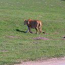 ���� ��op�, ����, 44 ���� - ��������� 25 ��� 2013 � ������ �Woburn Safari Park(Uk)�