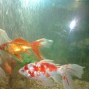 ���� �����, ������, 71 ��� - ��������� 8 ������� 2011